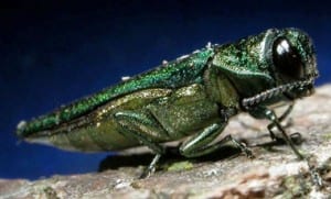 An Emerald Ash Borer