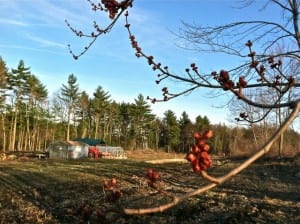 spring maple buds on a tree