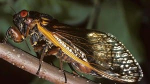 cicada on a branch