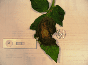 late blight on leaf