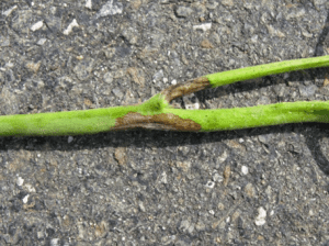 late blight on stem