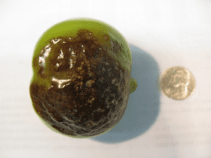 late blight on tomato