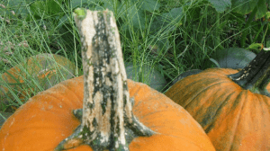 pumpkins in a field