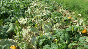 Unsprayed pumpkin plot with powdery mildew damage.