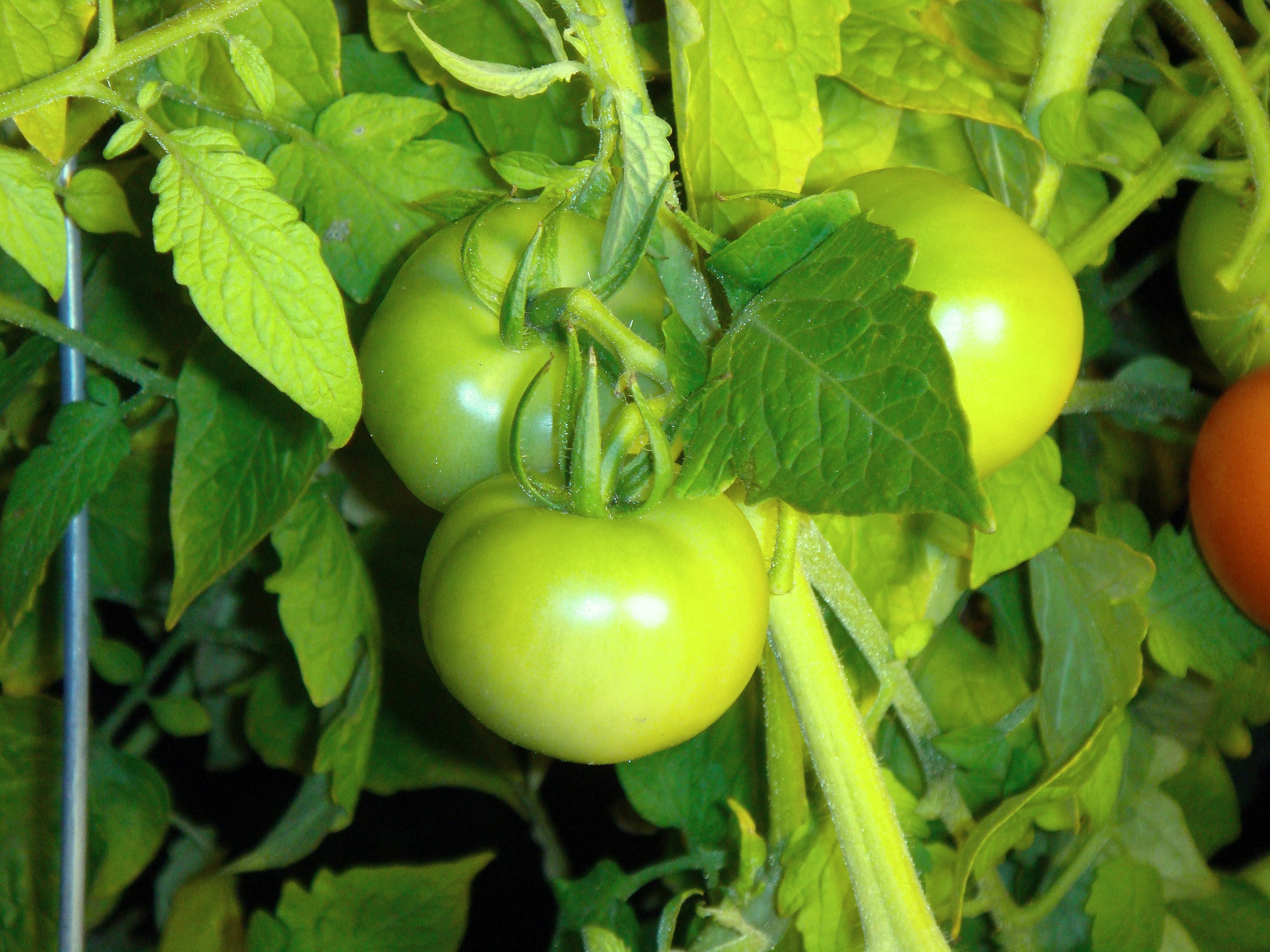 Green envy tomato plant