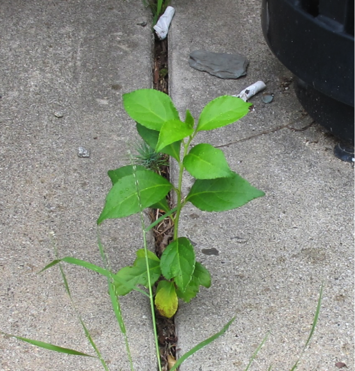 Controlling Oriental Bittersweet Extension News and Publications