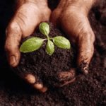 plant in hand and soil