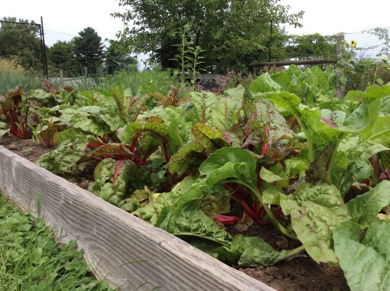 raised bed in foodshare garden