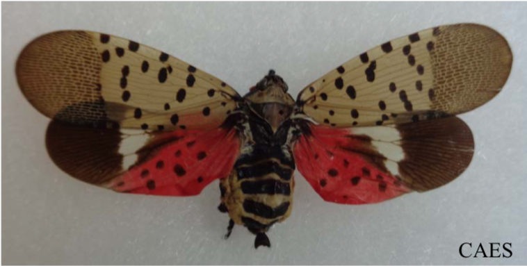 CAES Finds Spotted Lanternfly in Farmington | Extension News and ...