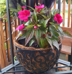 flower in pot on porch