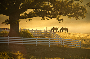 horses in early morning light at UConn