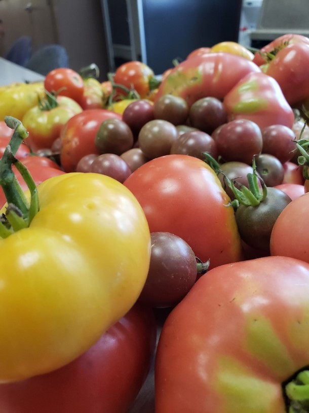 heirloom tomatoes