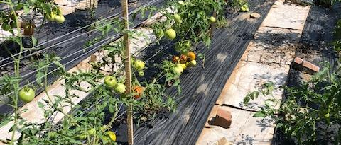 tomatoes growing in rows with black plastic