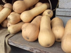 butternut squash stacked on a table at a farm stand in Connecticut