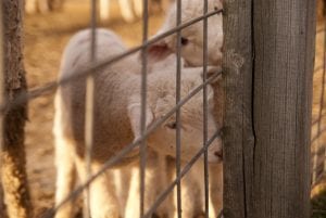 lambs looking through fence in barn