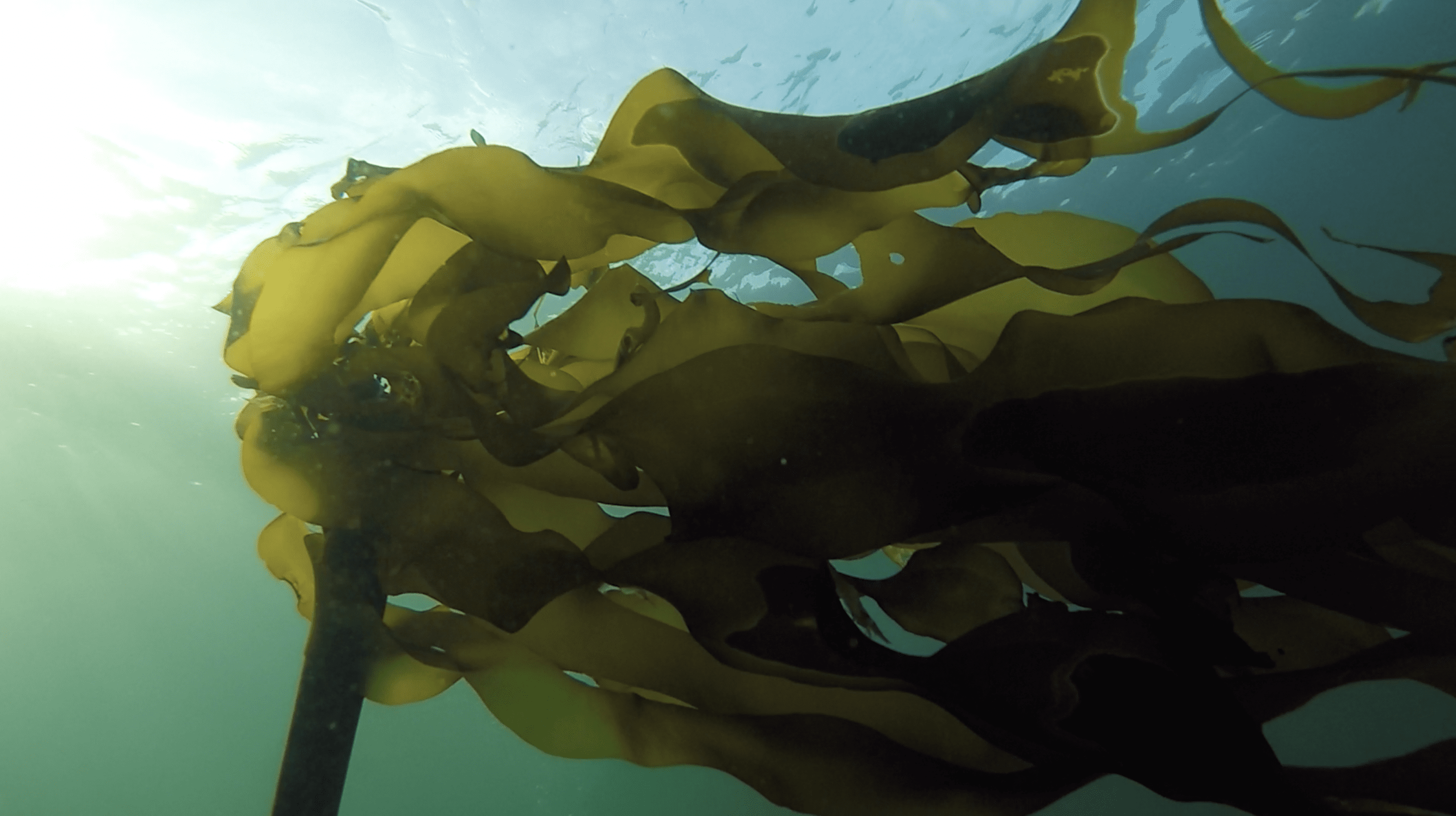 bull kelp in ocean looking up towards surface