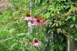 Flowers from Judy Preston's garden