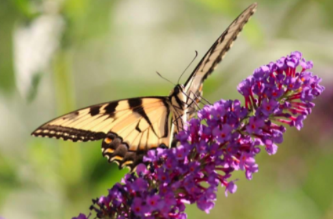 monarch butterfly on lilac
