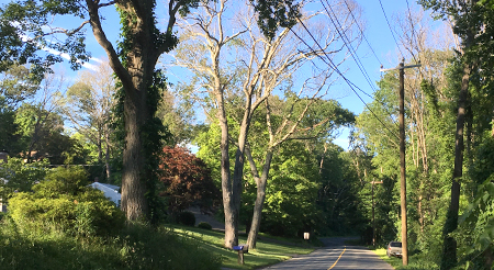 dead trees along roadside