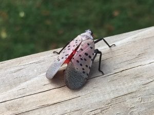 spotted lanternfly on a piece of wood