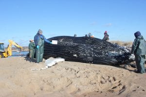 wild whale examination