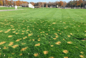 patches of blighted turf 