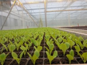rows of seedlings growing in a greenhouse
