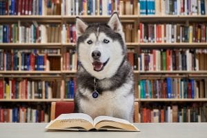 Jonathan the Husky in the library