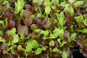 lettuce transplants