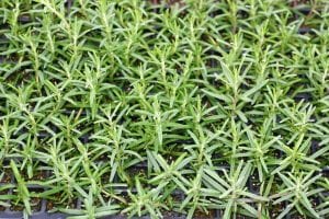 rosemary plugs in greenhouse