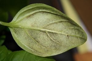 basil downy mildew on a plant leaf