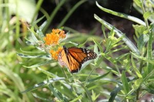 monarch butterfly on an orange flower