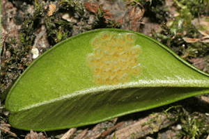 Box Tree Moth Egg mass under leaves