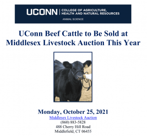 beef auction flyer