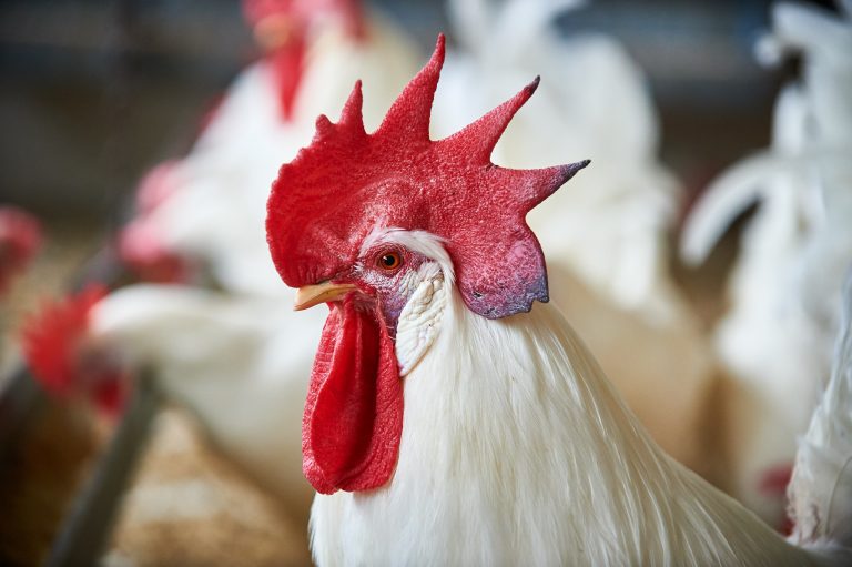 white leghorn rooster with other birds in the background