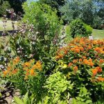 plants in a sustainable landscape with orange flowers