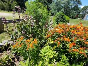 plants in a sustainable landscape with orange flowers