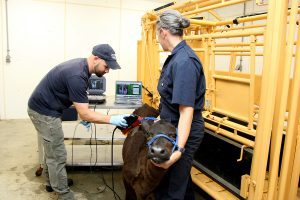 Dr. Joe Emenheiser performs an ultrasound scan on a beef x dairy calf at the UConn Kellogg Dairy Center 