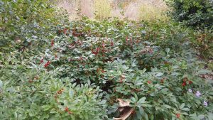 red and green bush in a sustainable landscape