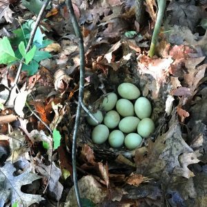 mallard duck eggs in a nest