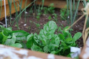 green vegetables growing in raised bed garden