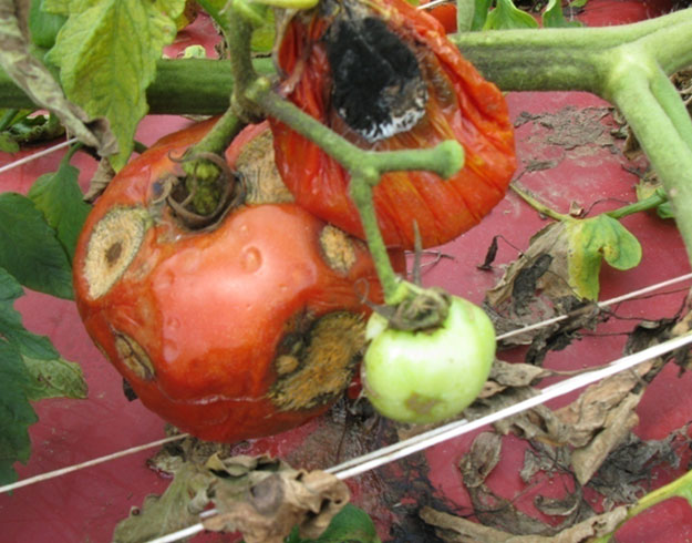 diseased tomatos