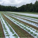rows of vegetables covered in white biodegradable mulch