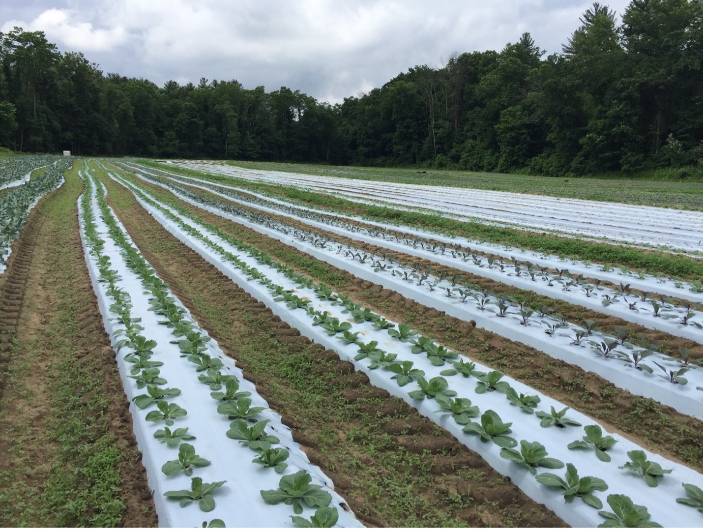 rows of vegetables covered in white biodegradable mulch