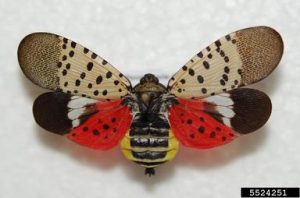 mature spotted lanternfly