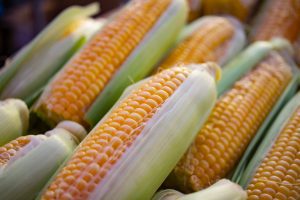 yellow ears of corn with green husks