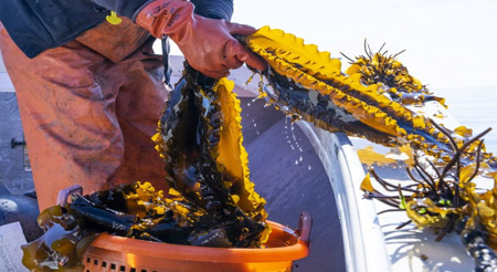 pulling sugar kelp out of the water