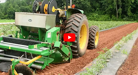 tractor applying mulch on a vegetable farm