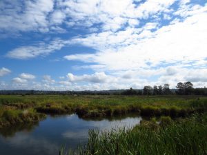 wetlands with blue sky and clouds