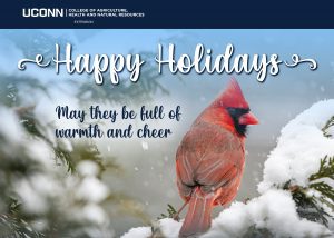 cardinal on a snowy evergreen branch with words happy holidays in background